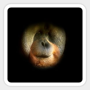 Orangutan face Sticker